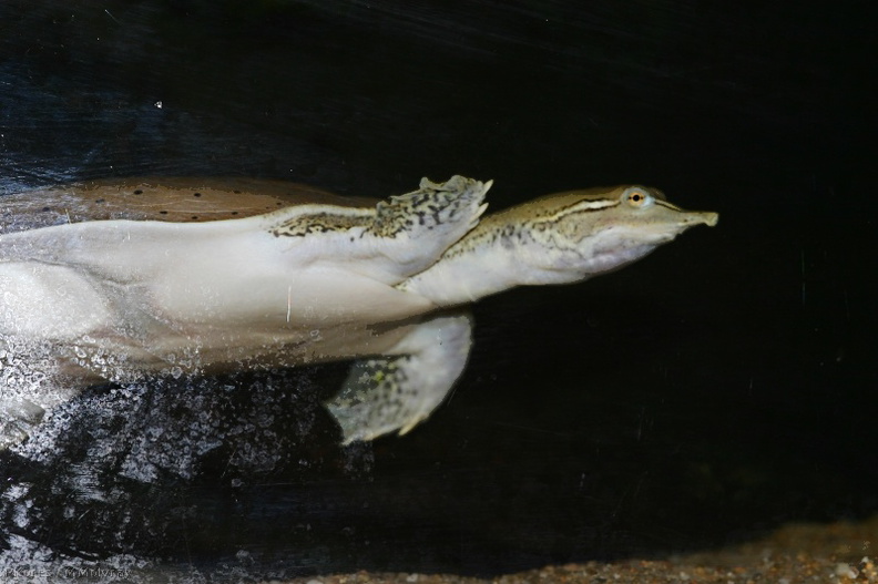 sf-aquarium-leatherback-turtle-2006-06-29.jpg