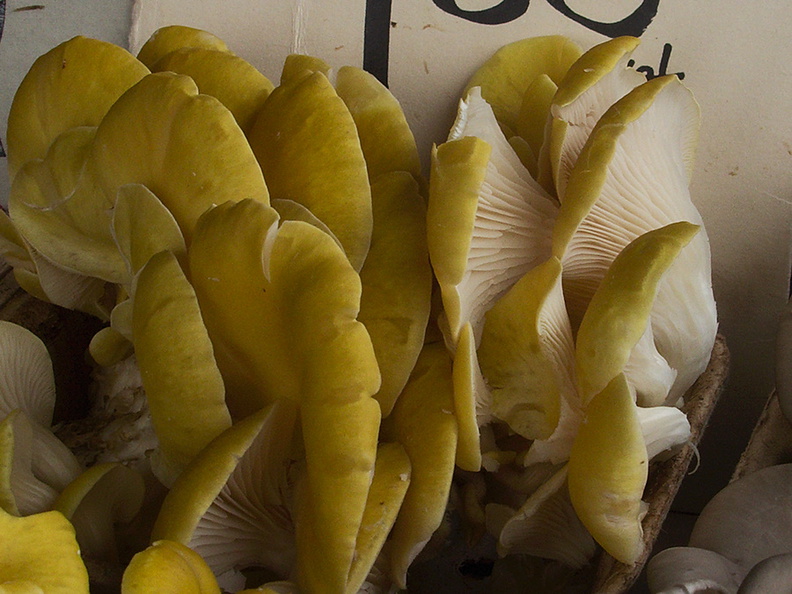 yellow-oyster-mushrooms-at-farmers-market-near-City-Hall-SF-2012-12-14-IMG_3066.jpg