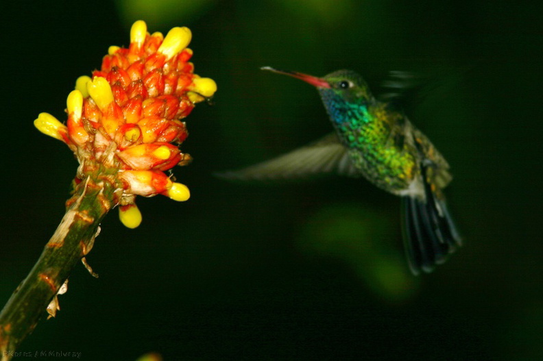 alpinia-and-bonus-broadbill-hummingbird-img_2733-SDzoo.jpg