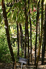 bamboo-timor-black-quail-img 2616