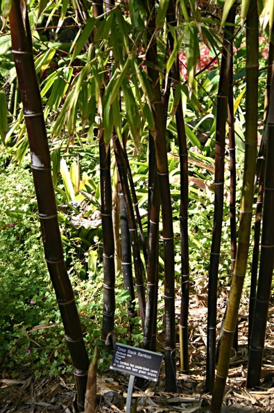 bamboo-timor-black-quail-img_2616.jpg
