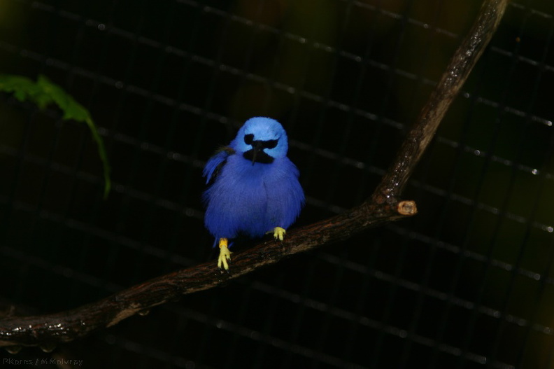 blue-bird-yellow-feet-san-diego-zoo-img_2703.jpg