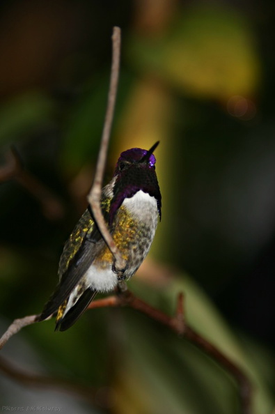 costas-hummingbird-male-7-SDzoo.jpg