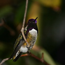 costas-hummingbird-male-7-SDzoo