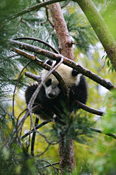 panda-cub-2-SDzoo.jpg