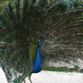 peacock-display-2-SDzoo