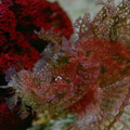 pink-cryptic-fish-scripps-img 2658