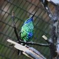 sparkling-violet-ear-hummingbird-img 2682