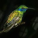 sparkling-violet-ear-hummingbird-img 2728