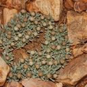 Antennaria-dimorpha-gray-cushion-pussytoes-pebble-plain-rte18-Baldwin-Lake-Reserve-San-Bernardino-NF-2015-03-29-IMG 0523