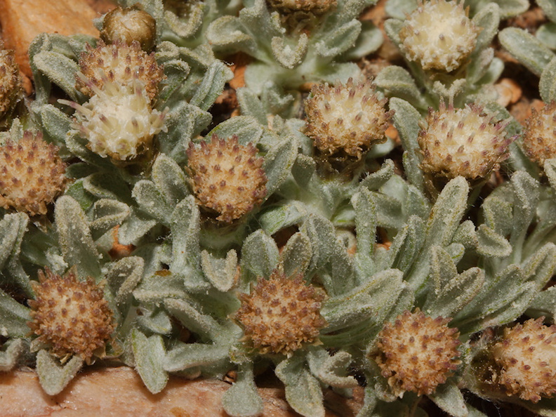 Antennaria-dimorpha-gray-cushion-pussytoes-pebble-plain-rte18-Baldwin-Lake-Reserve-San-Bernardino-NF-2015-03-29-IMG_0524.jpg
