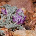 Astragalus-purshii-Purshs-milkvetch-pebble-plain-rte18-Baldwin-Lake-Reserve-San-Bernardino-NF-2015-03-29-IMG 0519