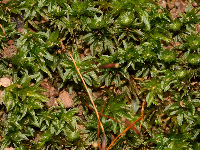 Atrichum-selwynii-moss-Austin-Creek-SP-2016-03-19-IMG_2980.jpg