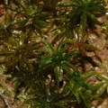 Atrichum-selwynii-moss-Fall-Creek-Henry-Cowell-SP-SoBeFree19-2014-03-31-IMG 0057