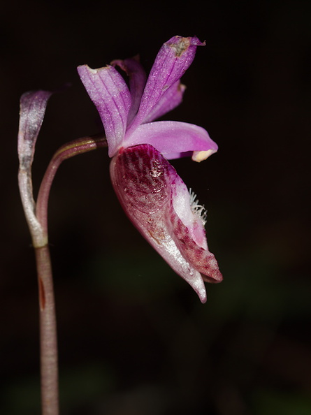 Calypso-bulbosa-orchid-Austin-Creek-SP-2016-03-19-IMG_3020.jpg