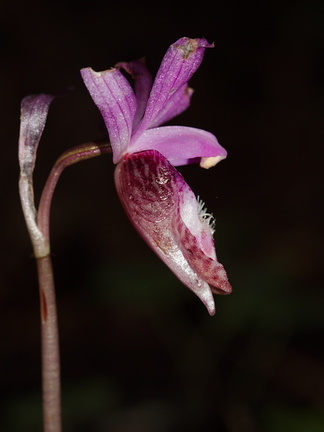 Calypso-bulbosa-orchid-Austin-Creek-SP-2016-03-19-IMG 3020