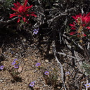 Castilleja-applegatei-wavyleaf-Indian-paintbrush-Pinyon-Joshua-woodland-rte18-Cactus-Springs-San-Bernardino-NF-2015-03-29-IMG 4752