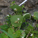 Claytonia-perfoliata-miners-lettuce-riverbank-rte38-San-Bernardino-Natl-Forest-2015-03-28-IMG 4577