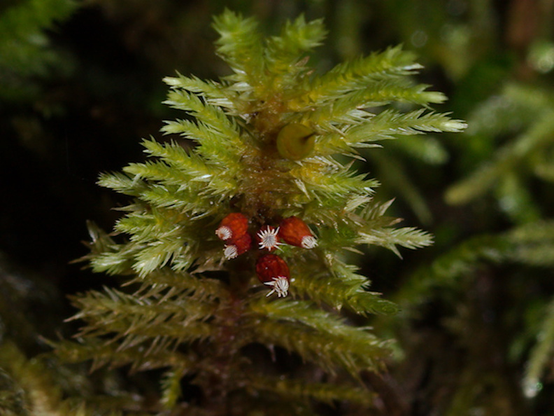 Dendroalsia-abietina-moss-campsite-Big-Basin-Redwoods-SP-SoBeFree19-2014-03-29-IMG_0001.jpg