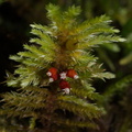 Dendroalsia-abietina-moss-campsite-Big-Basin-Redwoods-SP-SoBeFree19-2014-03-29-IMG 0001