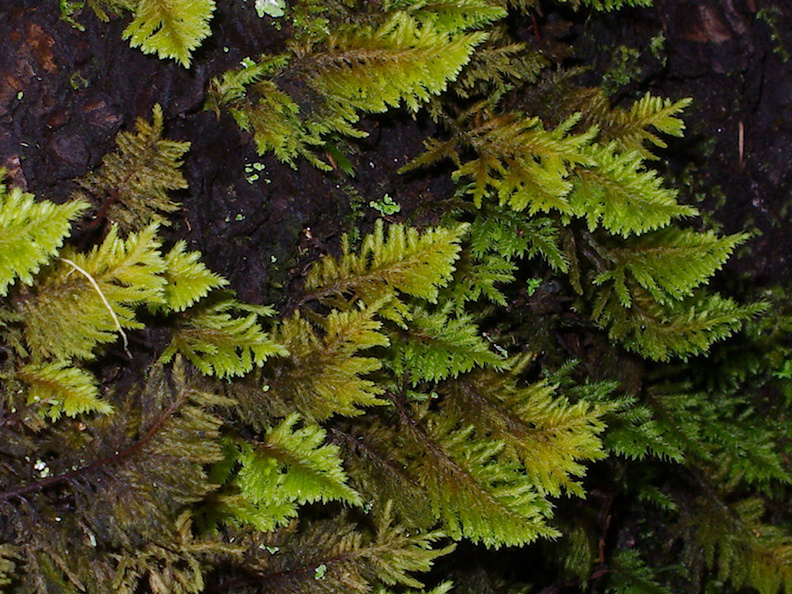 Dendroalsia-abietina-moss-campsite-Big-Basin-Redwoods-SP-SoBeFree19-2014-03-29-IMG_3427.jpg