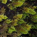 Dendroalsia-abietina-moss-campsite-Big-Basin-Redwoods-SP-SoBeFree19-2014-03-29-IMG 3427