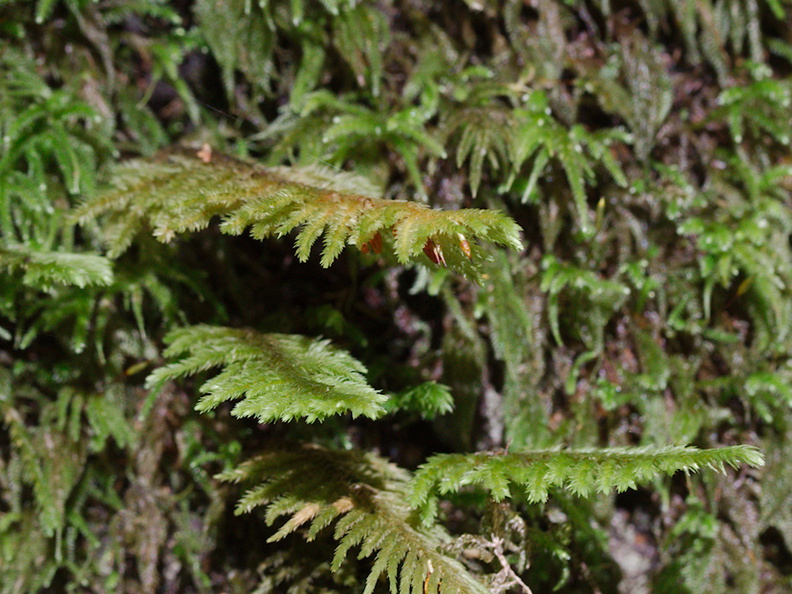 Dendroalsia-abietina-moss-campsite-Big-Basin-Redwoods-SP-SoBeFree19-2014-03-29-IMG_9995.jpg