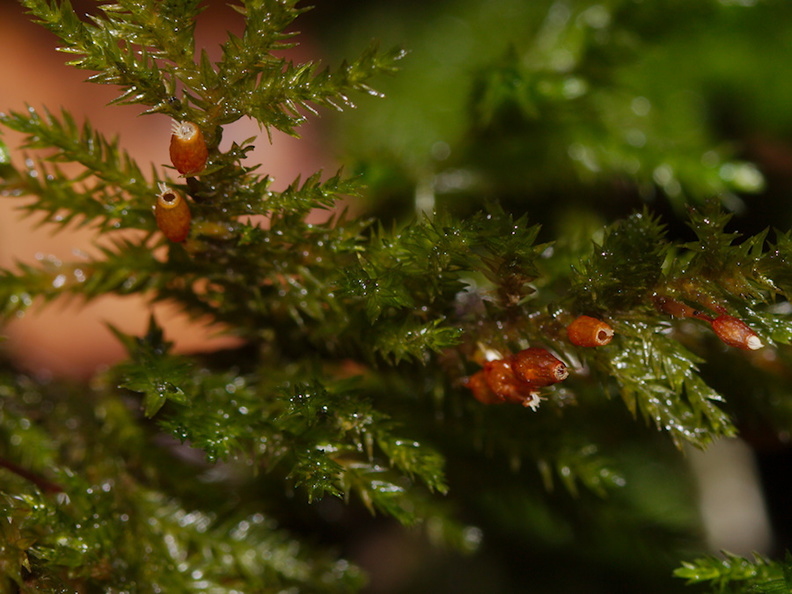 Dendroalsia-abietina-with-capsules-moss-Fall-Creek-Henry-Cowell-SP-SoBeFree19-2014-03-31-IMG_0041.jpg
