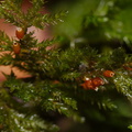 Dendroalsia-abietina-with-capsules-moss-Fall-Creek-Henry-Cowell-SP-SoBeFree19-2014-03-31-IMG 0041