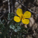 Eschscholtzia-minutiflora-pygmy-poppy-rte18-Mojave-Desert-2015-03-29-IMG 4647
