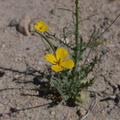 Eschscholtzia-minutiflora-pygmy-poppy-rte18-Mojave-Desert-2015-03-29-IMG_4682.jpg