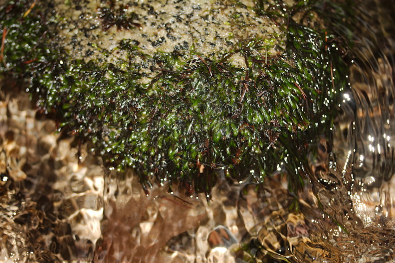 Fissidens-grandifrons-rheophytic-moss-Fall-Creek-Henry-Cowell-SP-SoBeFree19-2014-03-31-IMG_0066.jpg