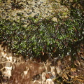 Fissidens-grandifrons-rheophytic-moss-Fall-Creek-Henry-Cowell-SP-SoBeFree19-2014-03-31-IMG 0066