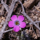 Gilia-cana-and-Layia-glandulosa-Pinyon-Joshua-woodland-rte18-Cactus-Springs-San-Bernardino-NF-2015-03-29-IMG 4747