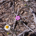 Gilia-cana-and-Layia-glandulosa-Pinyon-Joshua-woodland-rte18-Cactus-Springs-San-Bernardino-NF-2015-03-29-IMG 4749