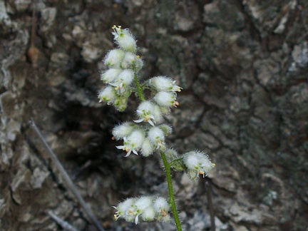 Heuchera-hirsutissima-shaggy-haired-alumroot-travertine-waterfall-Bear-Paw-San-Bernardino-Natl-Forest-2015-03-28-IMG 4640