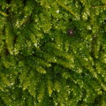 Isothecium-cristatum-moss-Finley-Cove-2016-03-20-IMG 3027