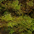 Kindbergia-sp-moss-Finley-Cove-2016-03-20-IMG 3040