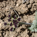 Lomatium-mohavense-Mohave-wild-parsley-Pinyon-Joshua-woodland-rte18-Cactus-Springs-San-Bernardino-NF-2015-03-29-IMG 4714