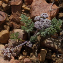 Lomatium-nevadense-pebble-plain-rte18-Baldwin-Lake-Reserve-San-Bernardino-NF-2015-03-29-IMG 4764