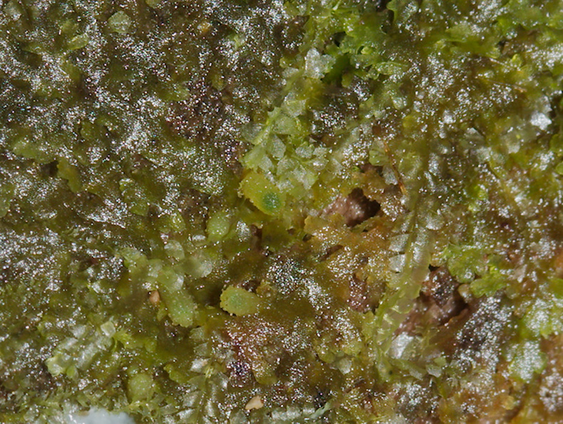 Lophocolea-heterophylla-liverwort-Fall-Creek-Henry-Cowell-SP-SoBeFree19-2014-03-31-IMG_0082.jpg