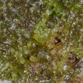 Lophocolea-heterophylla-liverwort-Fall-Creek-Henry-Cowell-SP-SoBeFree19-2014-03-31-IMG 0082