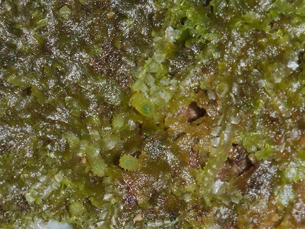 Lophocolea-heterophylla-liverwort-Fall-Creek-Henry-Cowell-SP-SoBeFree19-2014-03-31-IMG 0082