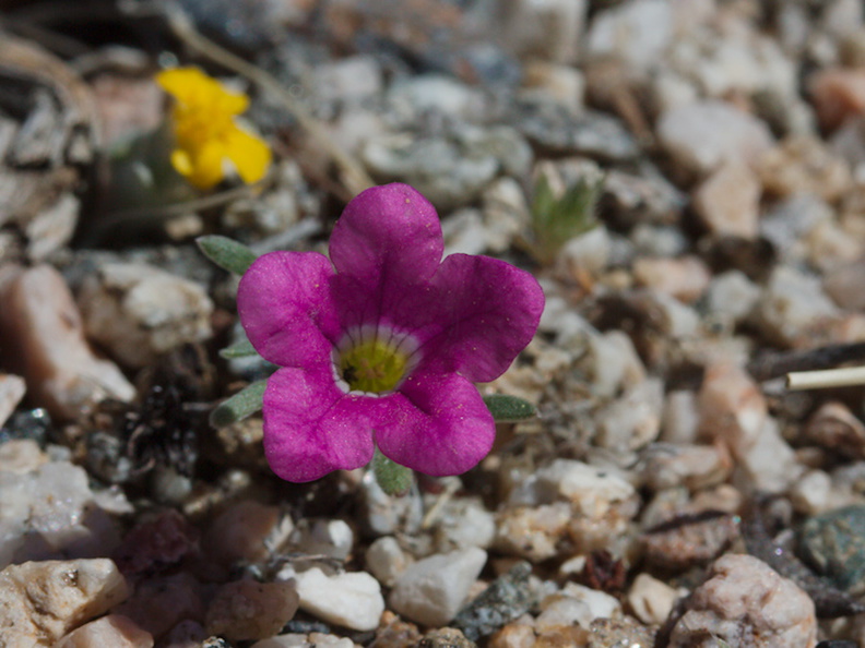 Nama-demissum-desert-purple-mat-N4-near-rte138-2015-03-30-IMG_0545.jpg