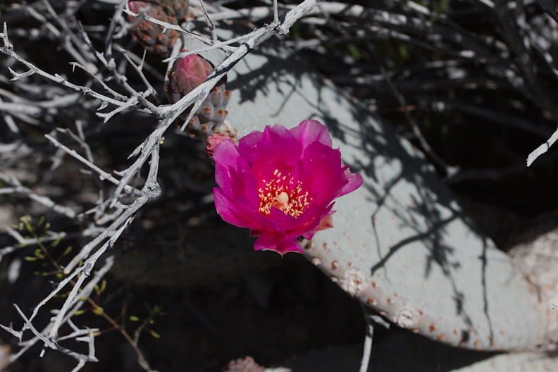 Opuntia-basilaris-beavertail-cactus-rte18-Mojave-Desert-2015-03-29-IMG_0473.jpg