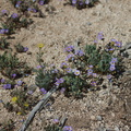 Phacelia-fremontii-Pinyon-Joshua-woodland-rte18-Cactus-Springs-San-Bernardino-NF-2015-03-29-IMG 0488