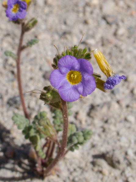 Phacelia-fremontii-rte18-Mojave-Desert-2015-03-29-IMG_4674.jpg