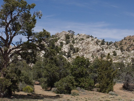 Pinyon-Joshua-woodland-rte18-Cactus-Springs-San-Bernardino-NF-2015-03-29-IMG 4703