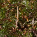 Plagiothecium-sp-laetum-moss-Fall-Creek-Henry-Cowell-SP-SoBeFree19-2014-03-31-IMG 0062