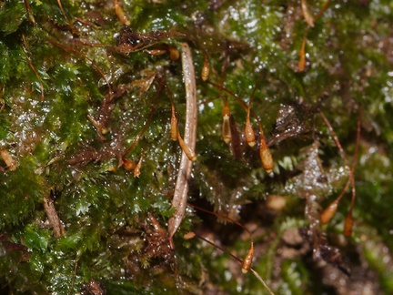 Plagiothecium-sp-laetum-moss-Fall-Creek-Henry-Cowell-SP-SoBeFree19-2014-03-31-IMG 0062